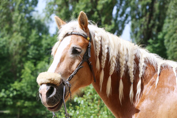 Extreme closeup portrait of a íoung domestic saddle horse  on a rural animal farm