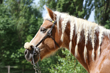 Extreme closeup portrait of a íoung domestic saddle horse  on a rural animal farm