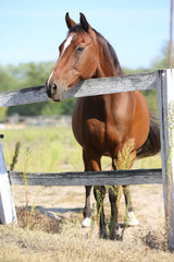 Extreme closeup portrait of a íoung domestic saddle horse  on a rural animal farm