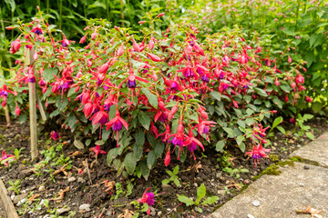 Fuchsia Hybrid plant in Saint Gallen in Switzerland