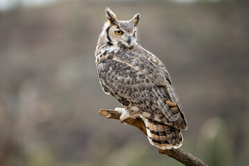 great horned owl