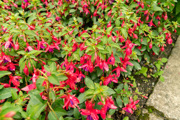 Fuchsia Hybrid plant in Saint Gallen in Switzerland