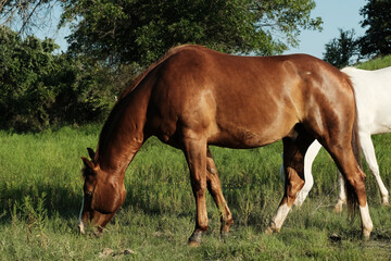 Fototapeta premium Sorrel gelding horse in Texas ranch field grazing on summer pasture grass.
