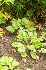Erodium Gruinum plant in Saint Gallen in Switzerland