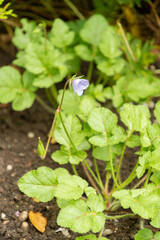 Erodium Gruinum plant in Saint Gallen in Switzerland