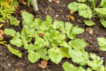 Erodium Gruinum plant in Saint Gallen in Switzerland