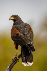 Harris' Hawk