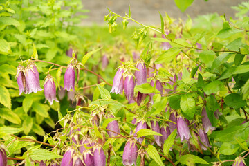 Korean bellflower or Campanula Takesimana plant in Saint Gallen in Switzerland
