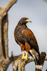 Harris' Hawk Portrait