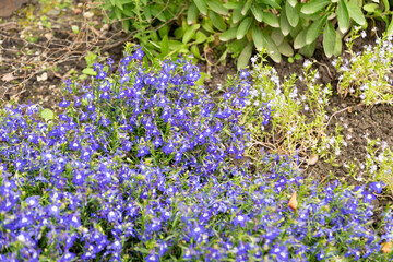 Edging lobelia or Lobelia Erinus saphir plant in Saint Gallen in Switzerland
