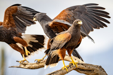 Harris' hawk family flock