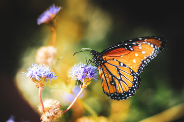 Queen butterfly on flower