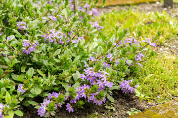 Obraz premium Fairy fanflower or Scaevola Aemula plant in Saint Gallen in Switzerland
