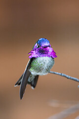 Obraz premium Colorful Hummingbird showing feathers