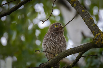 A young Little owl sits on the thick branch and plays with a thin branch with a beak toward the camera lens.