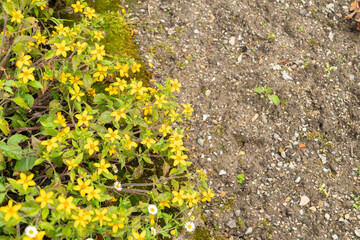 Golden knee or Chrysogonum Virginianum plant in Saint Gallen in Switzerland