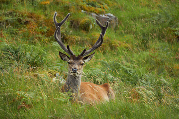 Scottish red deer (Cervus elaphus scoticus) lying on the grass on a mountainside. North West Sutherland, Scotland