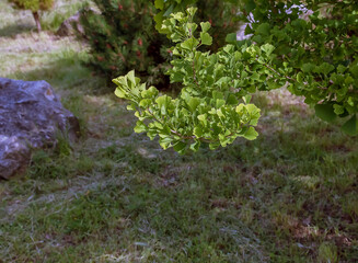 Fototapeta premium Fresh bright green leaves of ginkgo biloba. Latin name Ginkgo biloba L. Branches of a ginkgo tree in Nitra in Slovakia