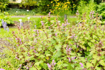 Spotted henbit or Lamium Maculatum plant in Saint Gallen in Switzerland