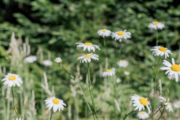 daisies in a field