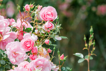 pink roses in garden
