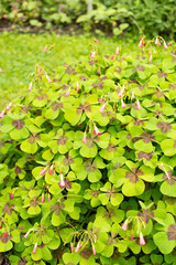 Lucky clover or Oxalis Tetraphylla plant in Saint Gallen in Switzerland