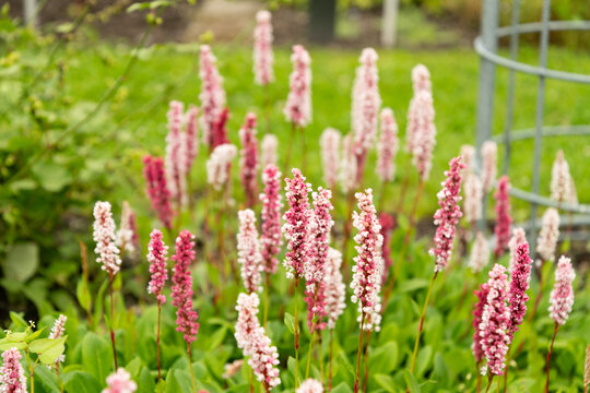 Himalayan bistort or Polygonum Affine plant in Saint Gallen in Switzerland
