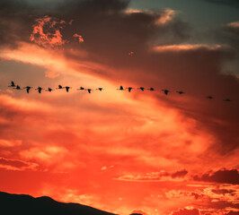 Cranes Migrating against beautiful sunset