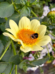 Macro shot of a bumblebee on a yellow flower, surrounded by green foliage. Captures pollination and vibrant nature. Ideal for gardening, wildlife, and ecological concepts.