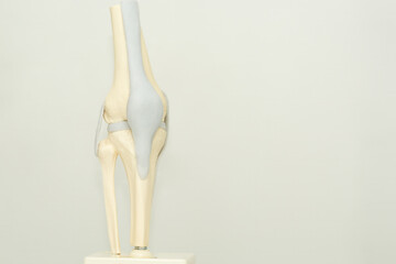 Model of a human knee joint isolated on a light gray background - for training, demonstration to a...