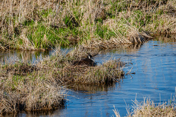 Nesting geese on the St. Lawrence River
