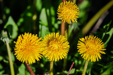 Dandelions in the meadow sunny springtime day 