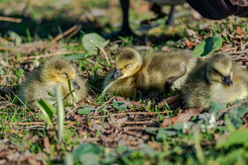 Newborn goslings in the springtime