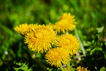 Dandelions in the meadow sunny springtime day 