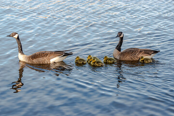 Newborn goslings in the springtime