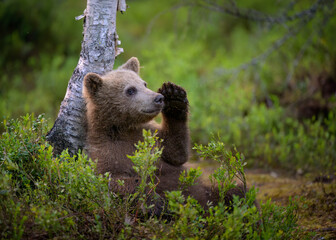 European brown bear (Ursus arctos) in summer