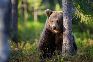 Fototapeta premium European brown bear (Ursus arctos) in summer