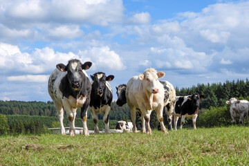 groupe vache pâture