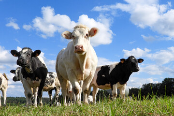 génisse, vache ,curieuse, prairie,