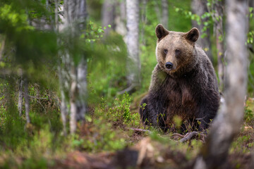 European brown bear (Ursus arctos) in summer