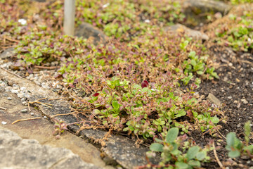 Chickweed baby breath or Gypsophila Cerastioides plant in Saint Gallen in Switzerland