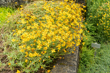 Common woolly sunflower or Eriophyllum Lanatum plant in Saint Gallen in Switzerland