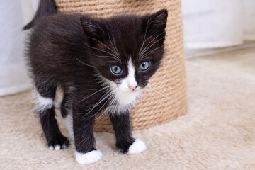 Small Funny black kitten meows, portrait closeup