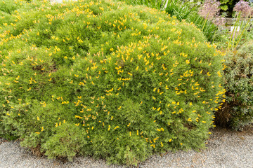 Genista Horrida plant in Saint Gallen in Switzerland