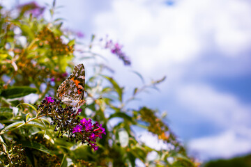 Orange Butterfly on Purple Flower