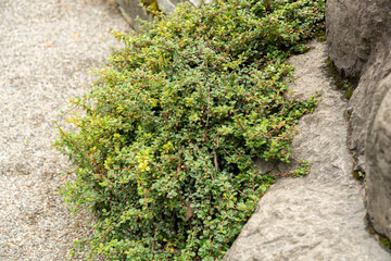 Creeping cotoneaster or Cotoneaster Adpressus plant in Saint Gallen in Switzerland