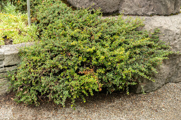 Creeping cotoneaster or Cotoneaster Adpressus plant in Saint Gallen in Switzerland