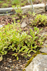 Eriogonum Flavum plant in Saint Gallen in Switzerland