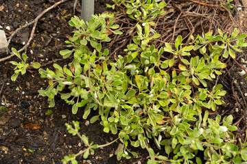 Eriogonum Flavum plant in Saint Gallen in Switzerland
