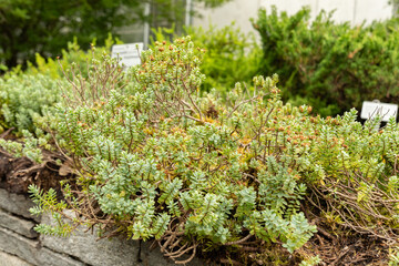Disc leaved hebe or Hebe Pinguifolia plant in Saint Gallen in Switzerland